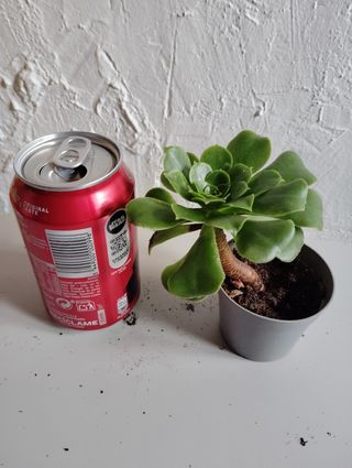 Aeonium arboreum planta suculenta