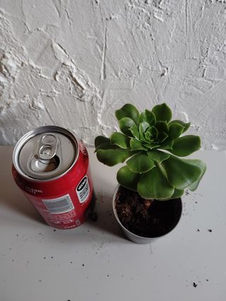 Aeonium arboreum planta suculenta