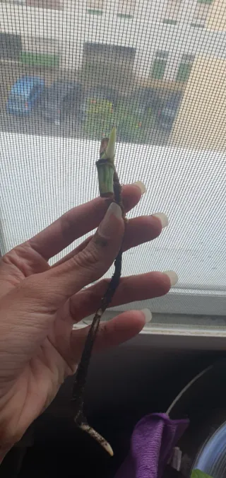 Monstera Albo esqueje con brote