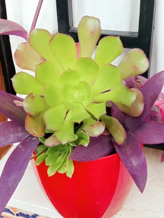 Planta Aeonium en maceta roja