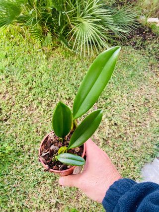 Bulbophyllum elizabeth ann 'buckleberry'