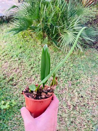 Bulbophyllum elizabeth ann 'buckleberry'