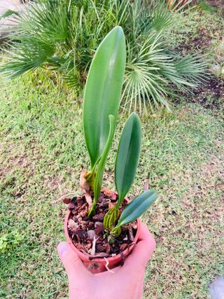 Bulbophyllum elizabeth ann 'buckleberry'