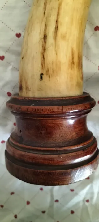 Antiche corna bovine vintage con base