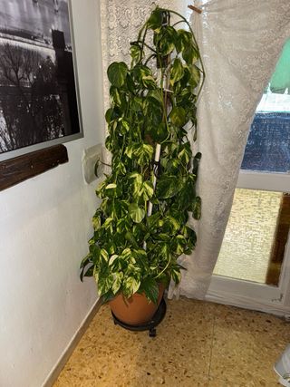 Planta Potus en maceta