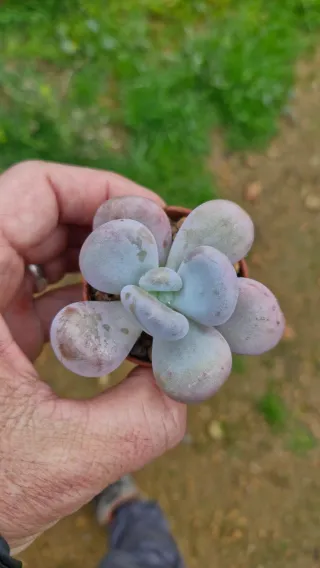 Pachypithum Oviferum