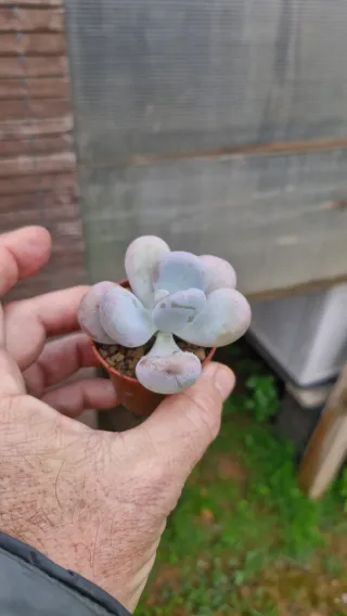 Pachypithum Oviferum