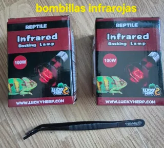 Terrario Vertical Camaleones Artesanal