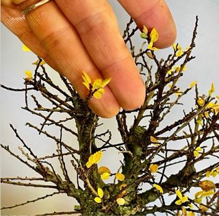 Bonsai Olmo Hokkaido