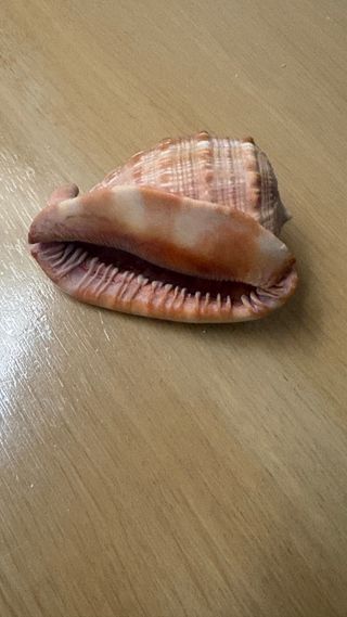 Conchiglia soprammobile decorativa