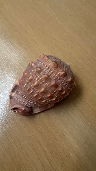 Conchiglia soprammobile decorativa