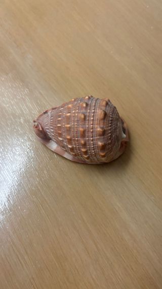 Conchiglia soprammobile decorativa