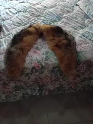 Collo di pelliccia volpe lunga 1,15