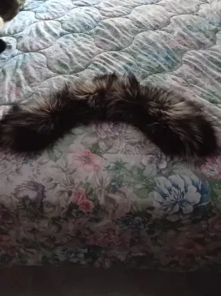 Collo di volpe argentata 0.75m