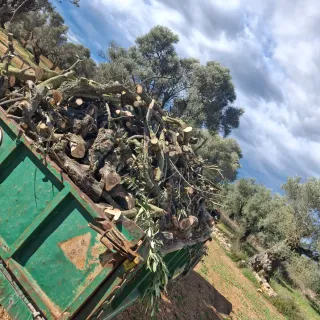 Leña de olivo a domicilio