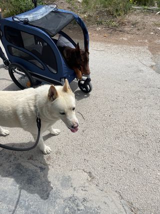 Carrito/Remolque Perro VEVOR Azul