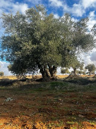 Olivos Centenarios
