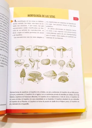 Libro Pequeña enciclopedia de setas