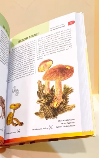 Libro Pequeña enciclopedia de setas