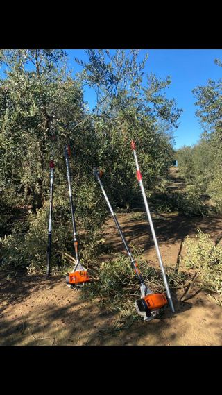 se hace poda de olivos