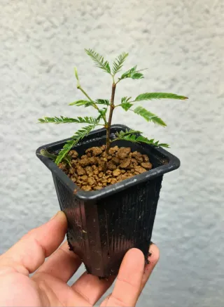 Plantón Calliandra rosa