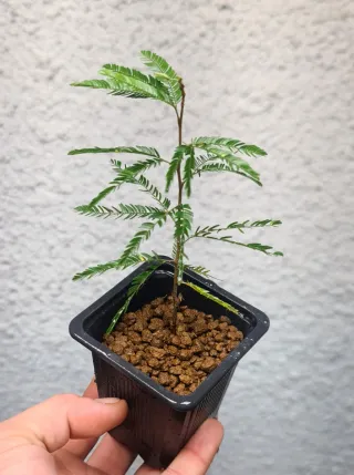 Plantón Calliandra rosa