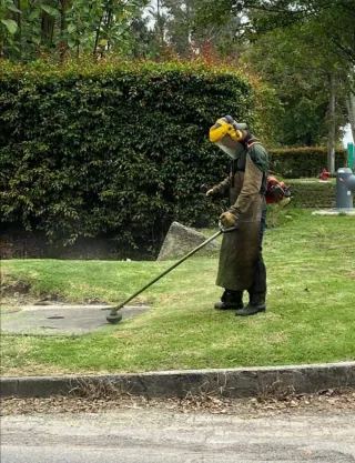 limpieza de parcelas poda de árboles