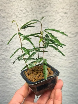 Bosque calliandra rosa