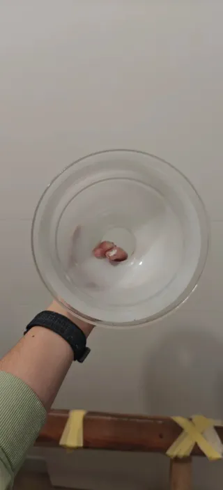 5 tulipas para lámpara con casquillos