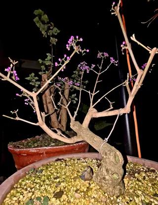 Bonsái Callicarpa japonica