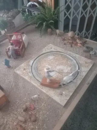 Belén con figuras móviles, venta por modulos