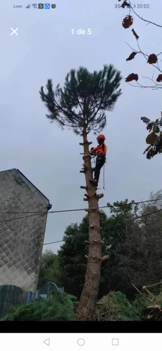 Servicio de jardinería y poda de árboles