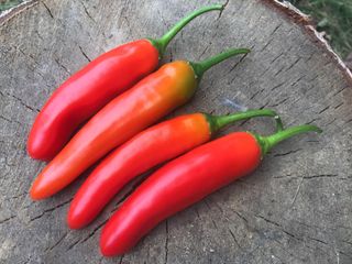 Jalapeño Mexicano Piccante & Produttivo