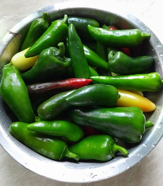 Jalapeño Mexicano Piccante & Produttivo