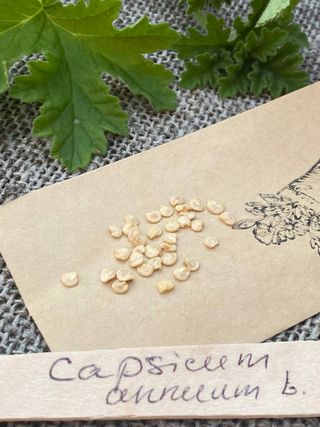 Jalapeño Mexicano Piccante & Produttivo