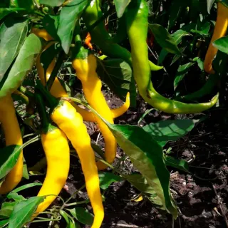 Hungarian Yellow Hot Pepper Seeds 40+ | Early |