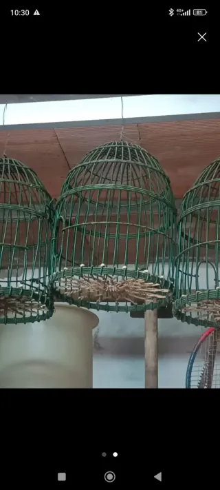 Jaulas de perdiz económicas