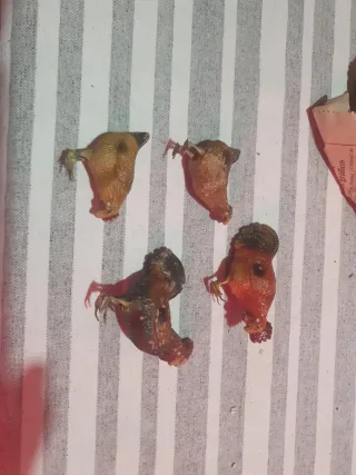 Figuras Belén Terracota Animales