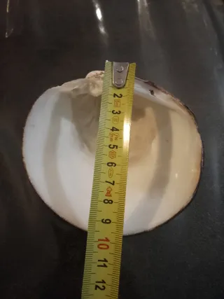 Conchiglia valva Mediterraneo