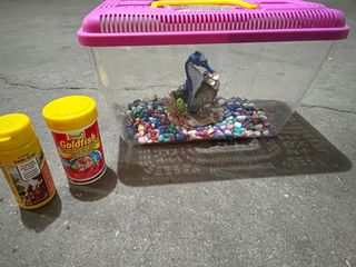 Pecera pequeña con accesorios