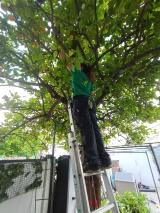 Servicios de Jardinería y Mantenimiento