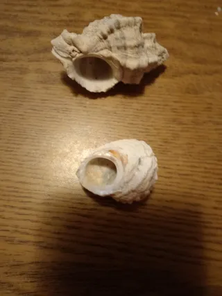 Conchiglie di mare decorative  Con scatola