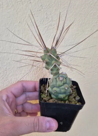 Pianta grassa Cactus tephrocactus