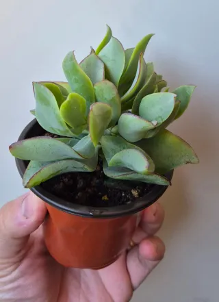 Pianta grassa crassula Succulenta