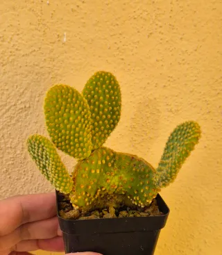 Pianta grassa cactus Opuntia