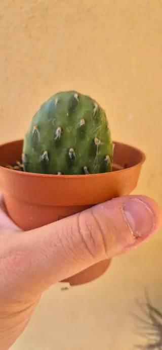 Pianta grassa cactus OPUNTIA