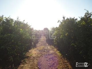 FINCA RUSTICA O CAMPO EN RAFELGUARAF