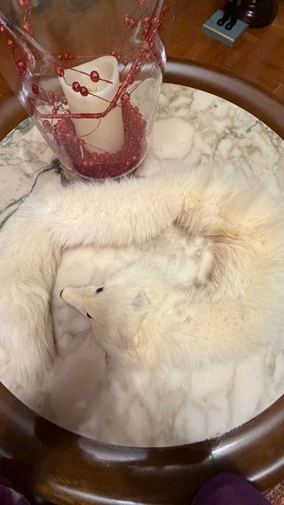 Cuello auténtico pelo blanco