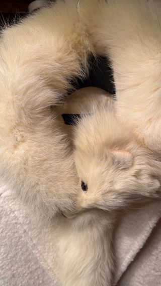 Cuello auténtico pelo blanco