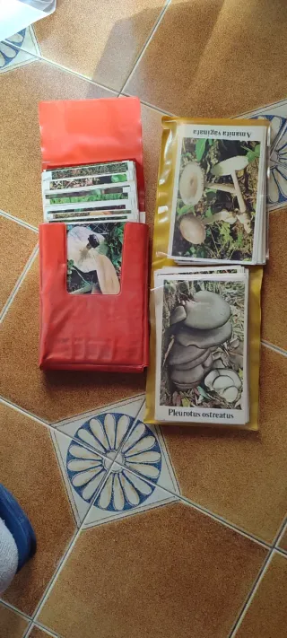 Carte Funghi - Amanita Vaginata & Pleurotus Ostrea